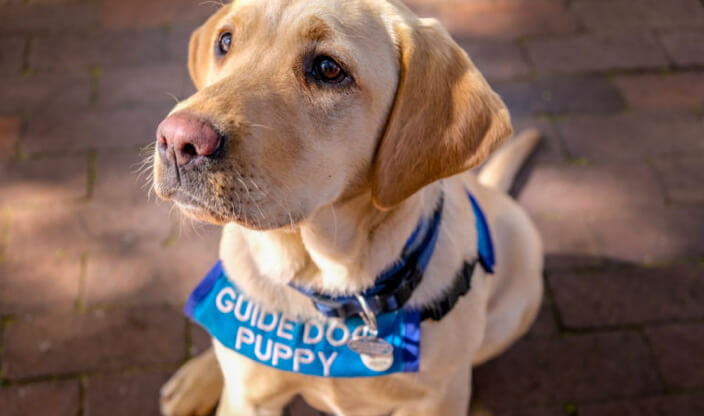 Image of Guide Dog