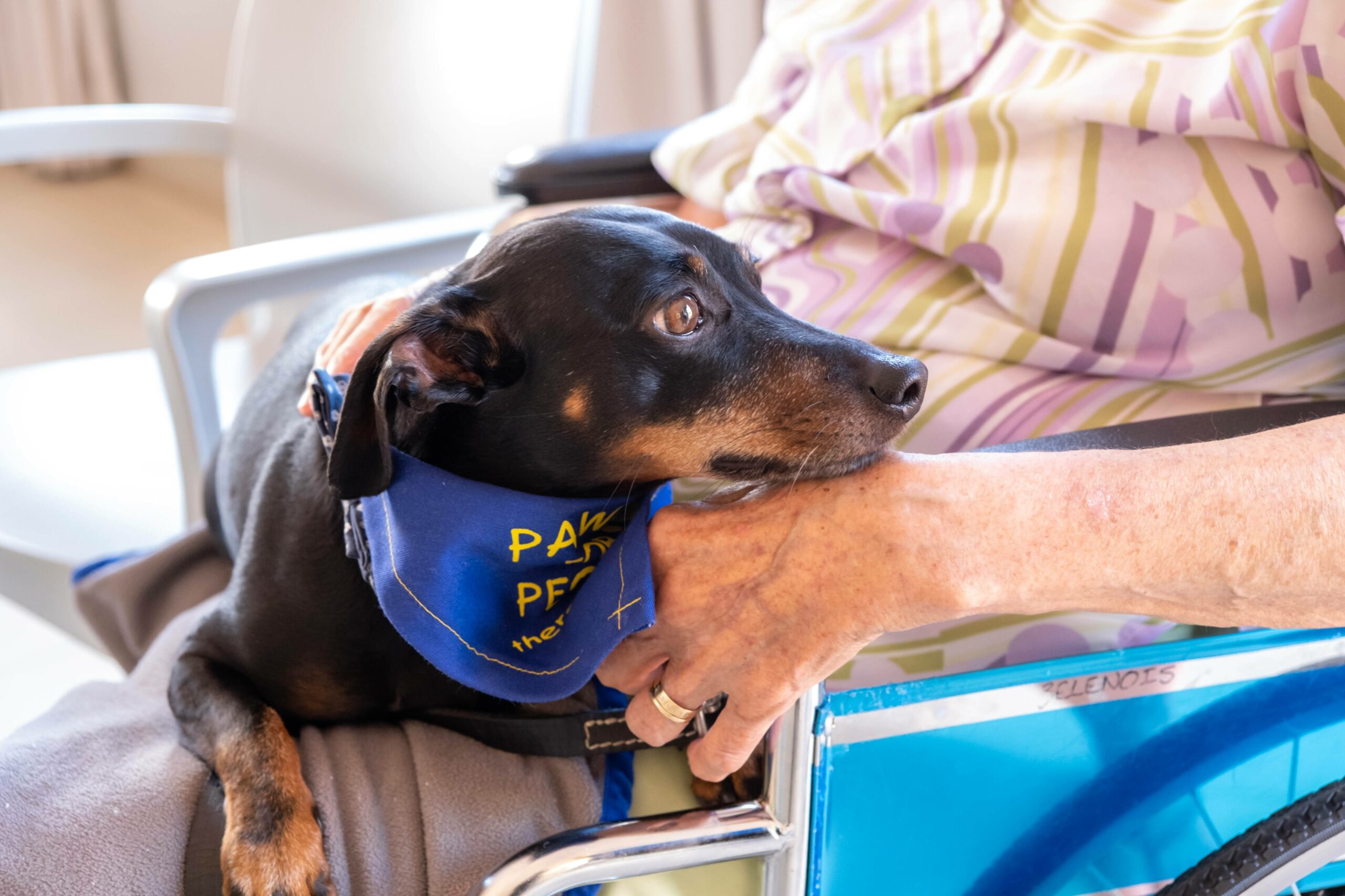 Image of Guide Dog